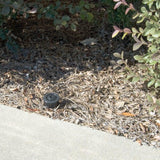 Sprinkler Head Key Hider Diversion Safe Security Safes Shield Protection Products LLC.